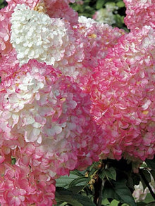 Hydrangea Paniculata Hydrangea Paniculata Seeds for vertical growth across the Flower Bed & Home Garden