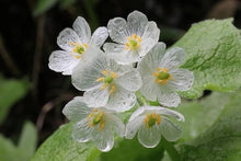Army Green: Rare Seeds for a lasting addition to the Mini Garden