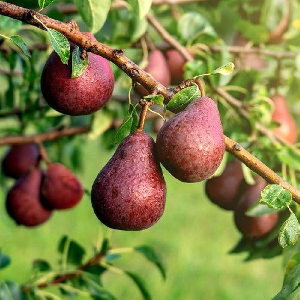 Bartlett Pyrus Pear Fruit Seeds