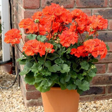 Geranium Flower for Planting in Orange Flower Bed Seeds for growers filling out the Orange Flower Bed