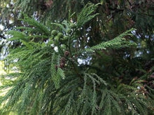 Japanese Red Cedar Cryptomeria Japonica Bonsai Seeds for long-term planting in the yard