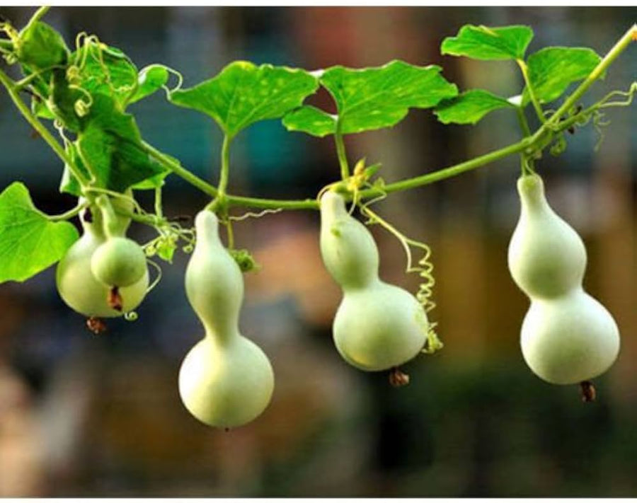 Calabash Long Squash Lagenaria siceraria seeds for planting in vegetable patch