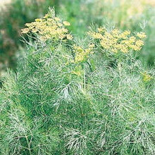 Fragrant Herb Dill Edible Seeds for a fragrant addition to the herb patch