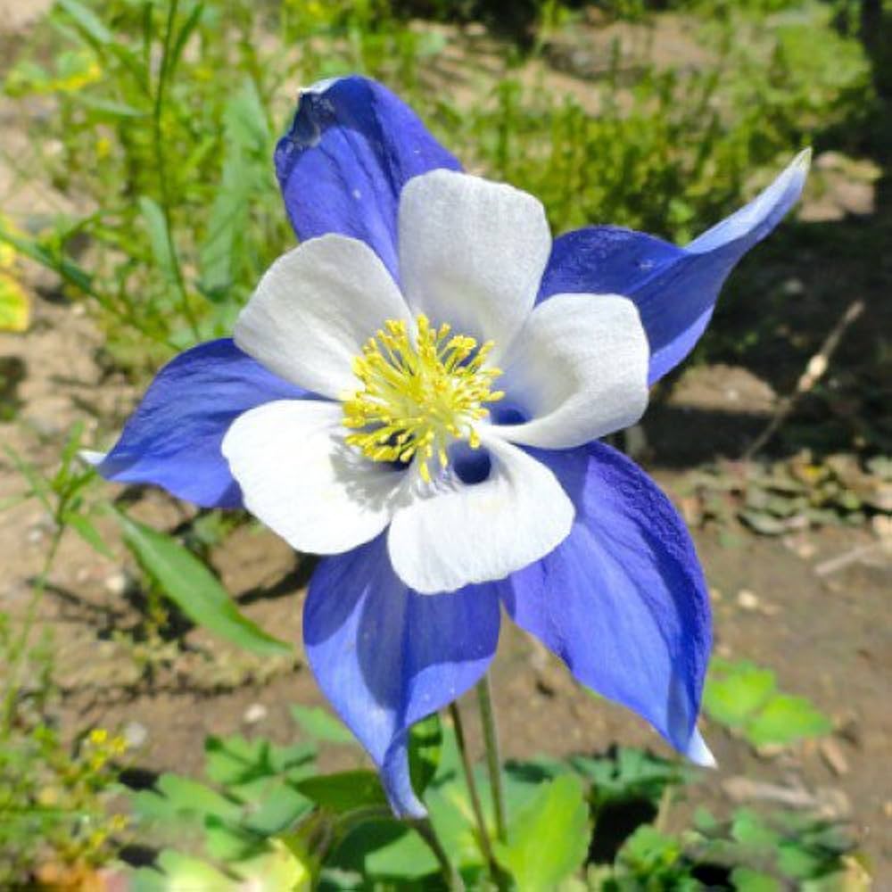 Aquilegia Flower ��������� Aquilegia spp. ��������� for planting in white blue garden