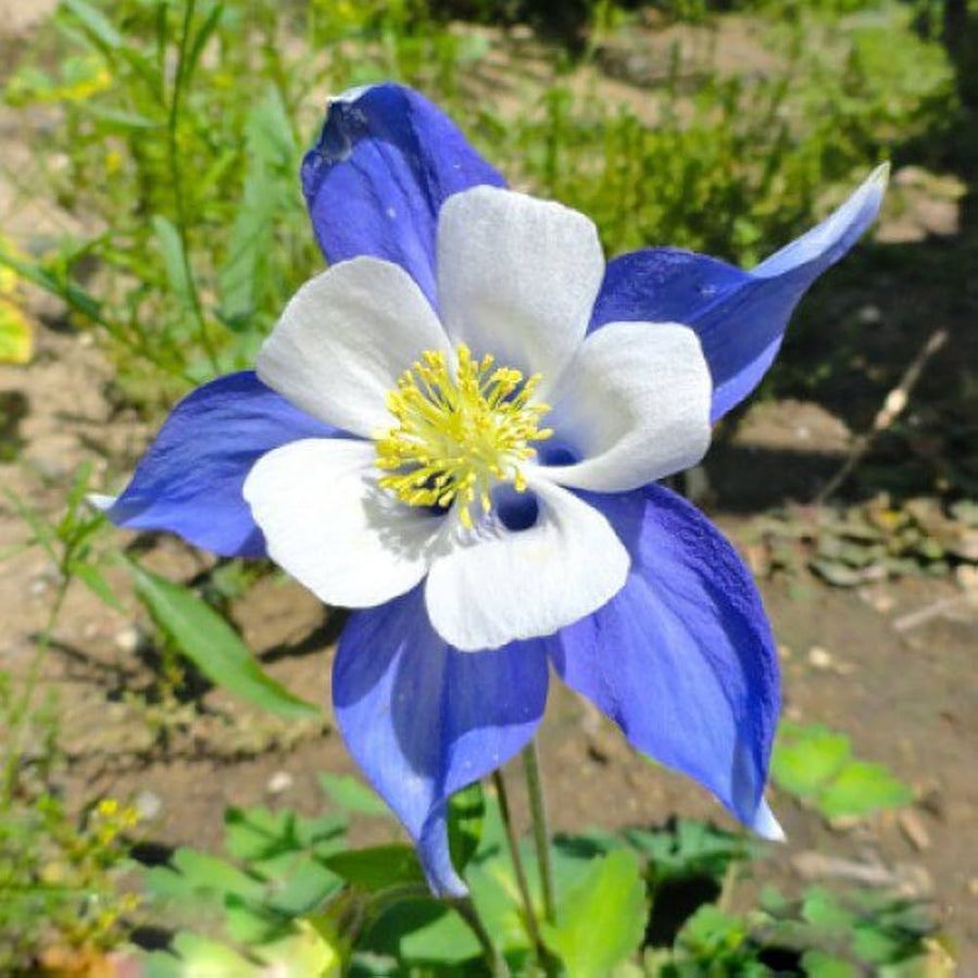 Aquilegia Flower ��������� Aquilegia spp. ��������� for planting in white blue garden