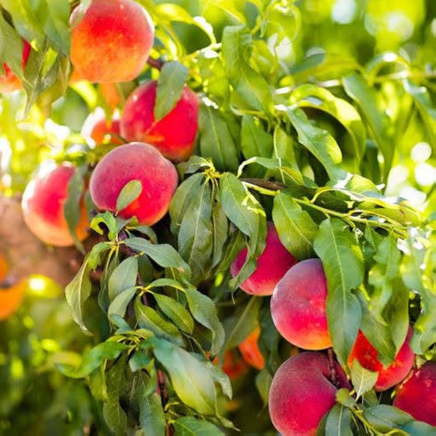 Peach Prunus persica seeds for planting in orchard