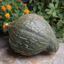 Hubbard Squash Seeds for a reliable harvest in the Home Garden & Vegetable Planting