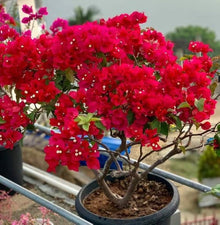 Bougainvillea Spectabilis Seeds for growers filling out the Garden