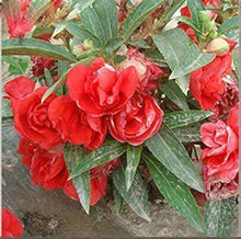 Edelsteinrosen Climbing Flower Seeds for Vertical Garden Displays