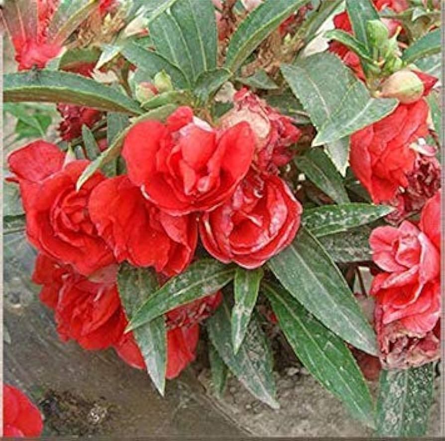 Edelsteinrosen Climbing Flower Seeds for Vertical Garden Displays