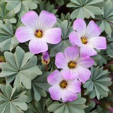 Oxalis Laciniata Seeds valued for unique Petal Design