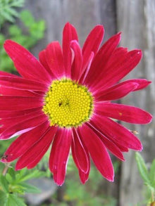 Rose Chrysanthemum Coccineum Seeds known for red, Bold Chrysanthemum Blooms