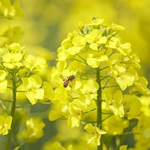 Rapeseed Seeds (Brassica napus) for a bright addition to the vegetable patch urban garden