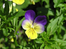 Johnny Jump Up Semi Purple Seeds for reliable seasonal color