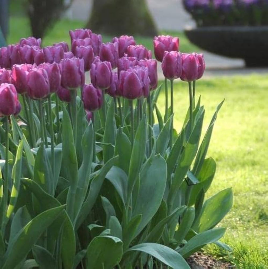 Exotic White Purple Tulips seeds for outdoor bonsai garden planting