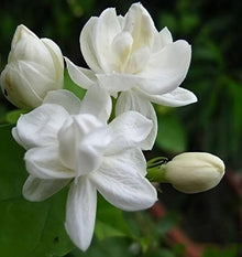 Climbing Jasmine Seeds for trellises and fences in the Light Yellow Garden