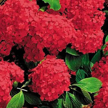 Hydrangea Hydrangea macrophylla flower seeds for planting in home garden and vertical containers - for planting in home garden