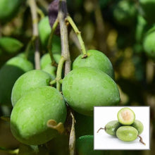 Olive Tree Variety Seeds for long-term planting in the yard