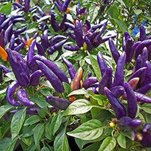 Purple Jalapeno Pepper Seeds (Capsicum annuum) for growers stocking the home garden and chili pot cultivation