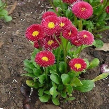 English Daisy Red Seeds (Bellis perennis) for a colorful addition to any planting