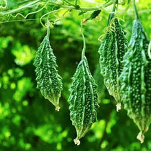 Bitter Gourd Seeds (Momordica charantia) for a fresh homegrown crop from the vegetable patches and home gardens