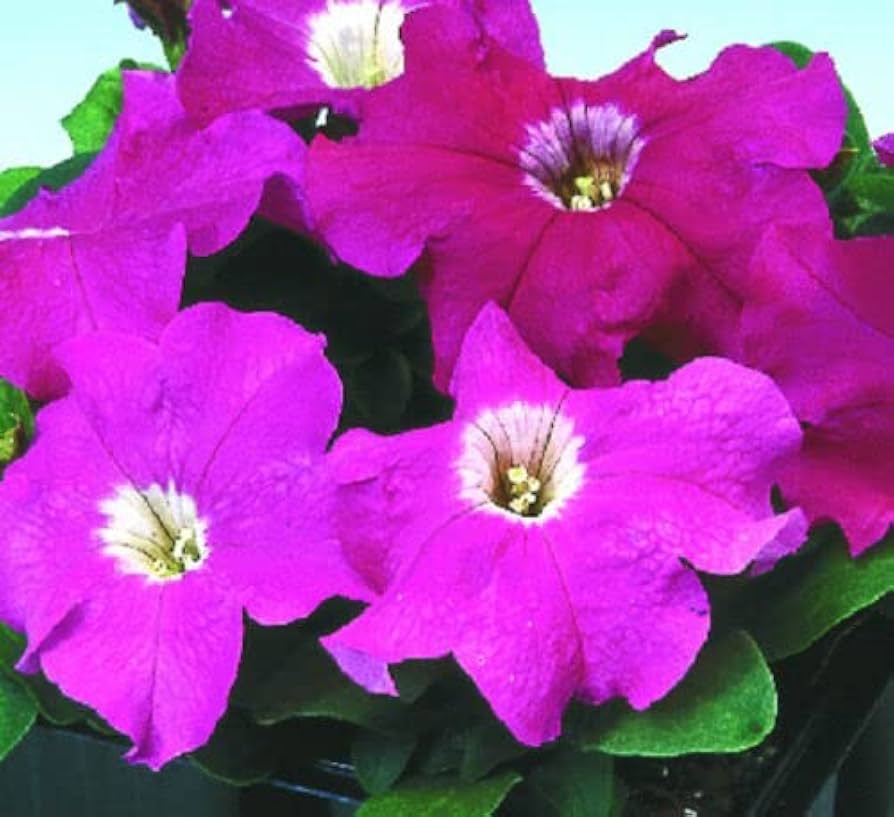 Logro Floribunda Rose Vein Petunia flower seeds for striking displays