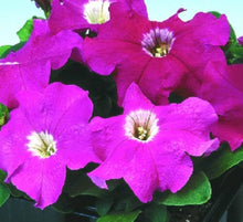 Logro Floribunda Rose Vein Petunia flower seeds for striking displays