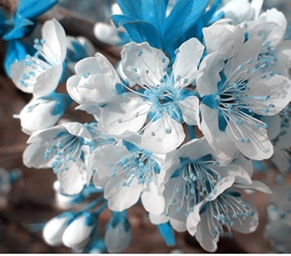 Cherry Blossom Prunus Serrulata Mix Flower Seeds for Planting – Includes Blue, Pink, Red, and White for Garden Display