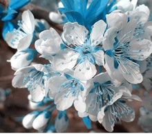 Cherry Blossom Prunus Serrulata Mix Flower Seeds for Planting – Includes Blue, Pink, Red, and White for Garden Display