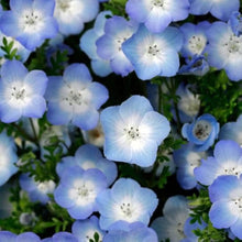 Blue Eyes Bambino Seeds (Nemophila menziesii) for seasonal color across the Flower Border Garden