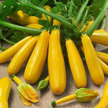 Zucchini Seeds (Cucurbita pepo) for a fresh homegrown crop from the small-space kitchen gardens or containers