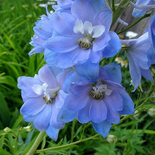 Sky Blue Larkspur Delphinium ajacis Seeds for planting in flower bed