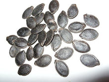 Shark Fin Melon Seeds (Benincasa hispida) for productive rows in the Vegetable Patch