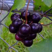 Heirloom Non-GMO Giant Black Muscadine Seeds prized for large, Sweet Rich Flavor