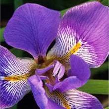 Novelty Iris Butterfly Flower Orchid Plant Seeds for growers seeking a long-blooming display