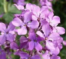 Lavender-Scented Evening Stock Seeds known for fragrant Night-Blooming Flowers