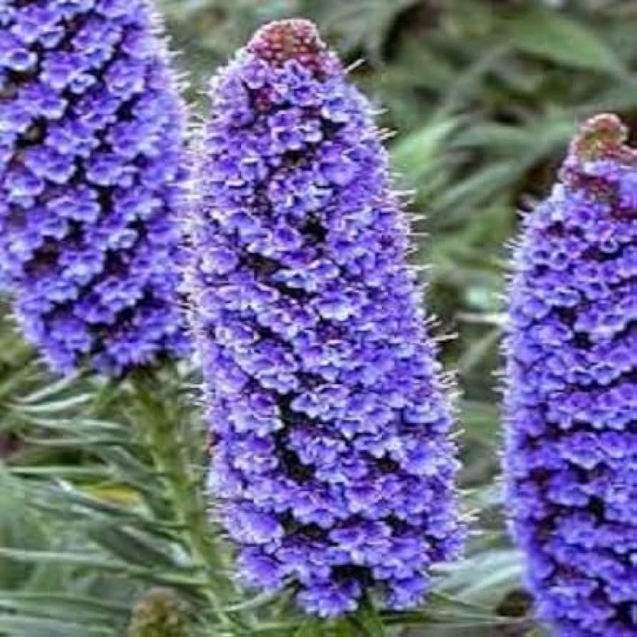 Echium Fastuosum Candicans Lila Flowers for garden planting