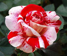 Rose Varieties Seeds (Rosa spp.) for growers filling out the home garden and borders