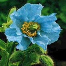 Blue Himalayan Poppy Seeds (Meconopsis betonicifolia) for a lasting display in the flower beds and cool gardens