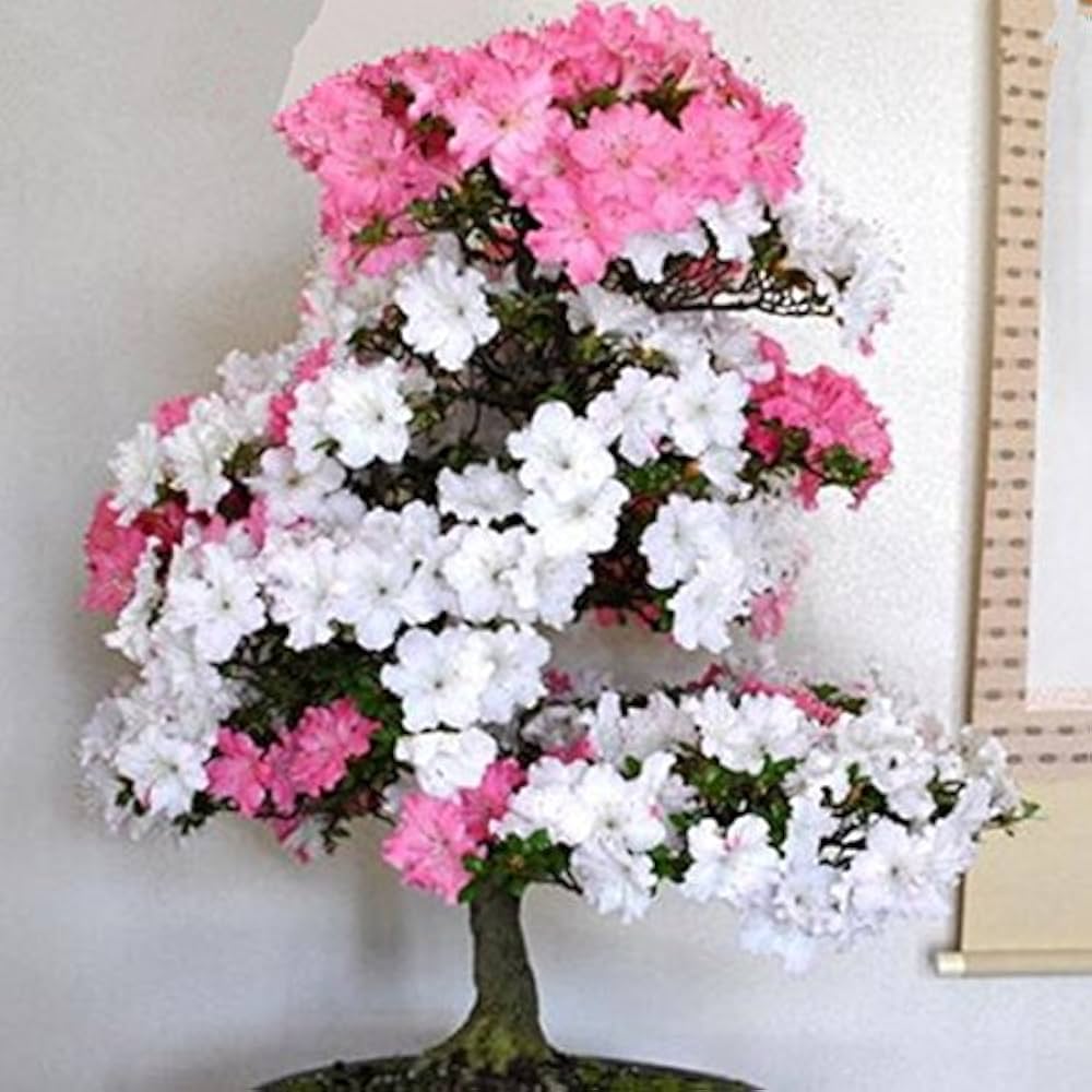 Azalea Mixed Varieties Rare Flower - for planting in home garden