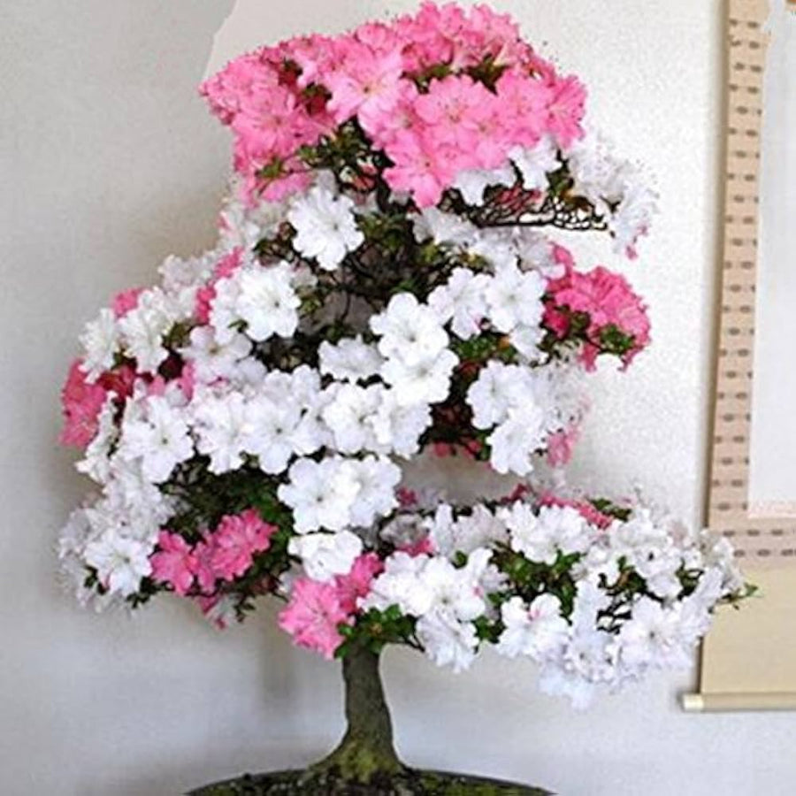Azalea Mixed Varieties Rare Flower - for planting in home garden
