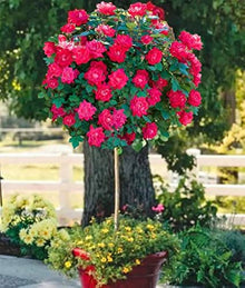 Rose Tree Seeds for long-term planting in the Home Garden Beautification