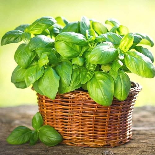 Organic Basil Plants for a fragrant addition to the herb patch
