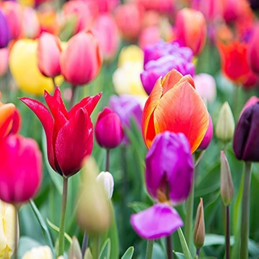 Rainbow Tulip Tulipa Gesneriana Flower Seeds for Planting in Home Garden and Spring Flower Beds - for planting in home garden