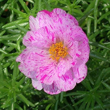 Portulaca Seeds (Portulaca grandiflora) for colorful blooms in the Flower Bed & Urban Garden