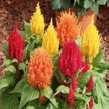 Heirloom Plumosa Celosia Spicata Seeds for seasonal color across the Beautiful Garden Displays