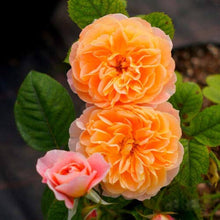 Rose Seeds for a bright addition to the Orange Garden