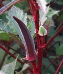 Hill Country Red Okra Seeds for a reliable harvest in the Heirloom Vegetable Gardens