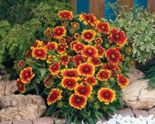 Kokardenblume Native American Wildflower Seeds