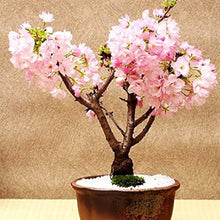 Sakura cherry blossom bonsai seeds for garden